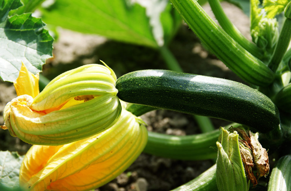 Zucchini anbauen