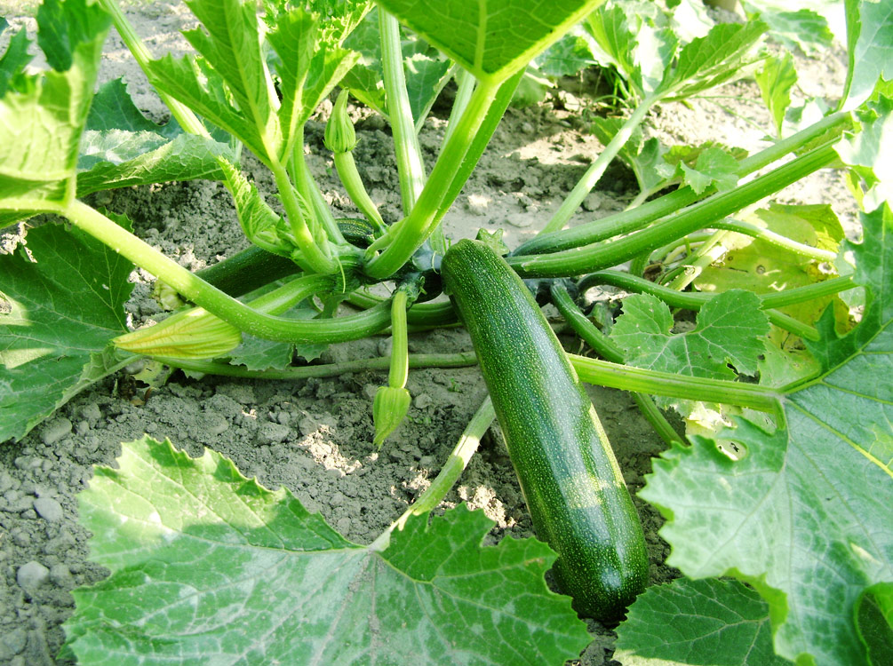 Zucchini Pflanze