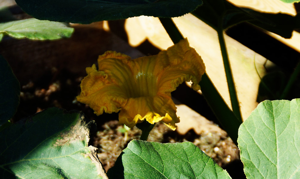 Kürbis-Blüte