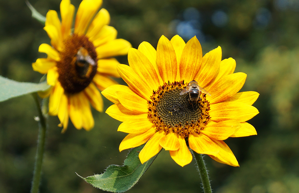 Sonnenblumen anbauen Biene