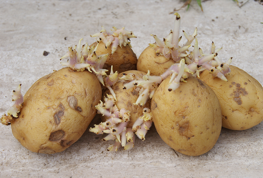 Saatkartoffeln