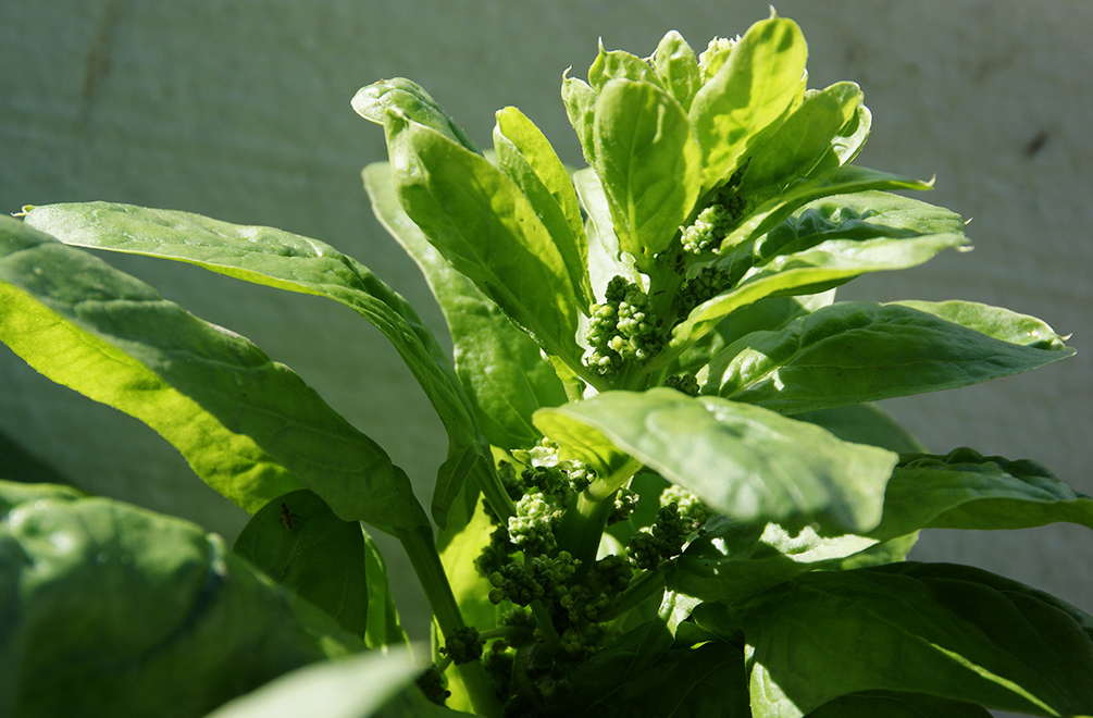 Spinat anbauen - Als Wintergemüse der Evergreen für Selbstversorger