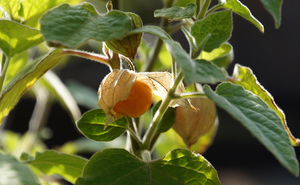Lampignonfrucht im Selbstversorger Garten