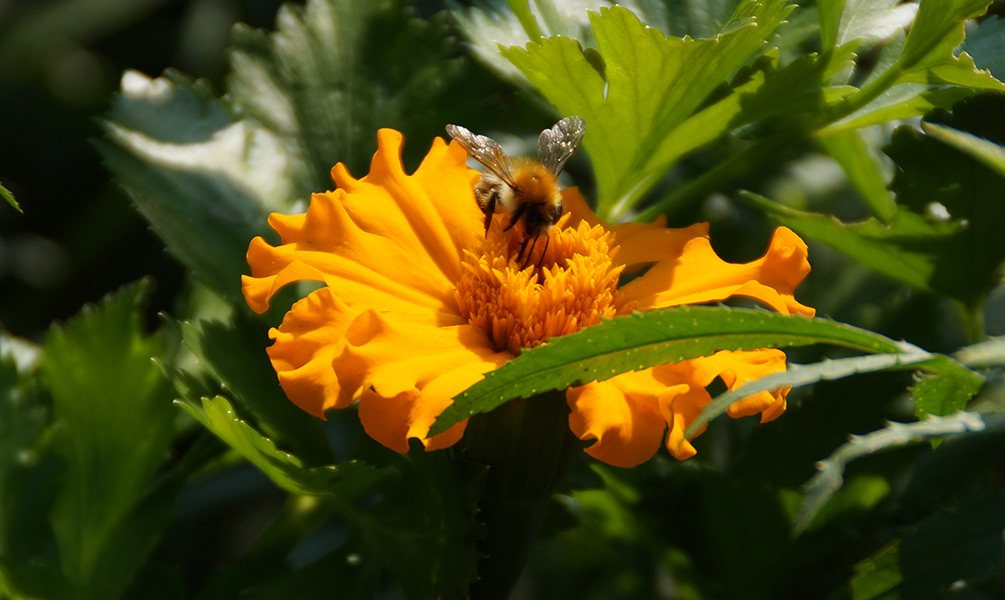 Biene auf Tagetes Insektenhotel