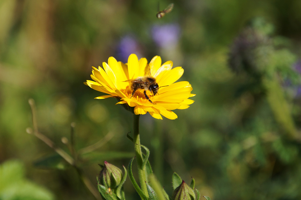 Ringelblume mit Biene