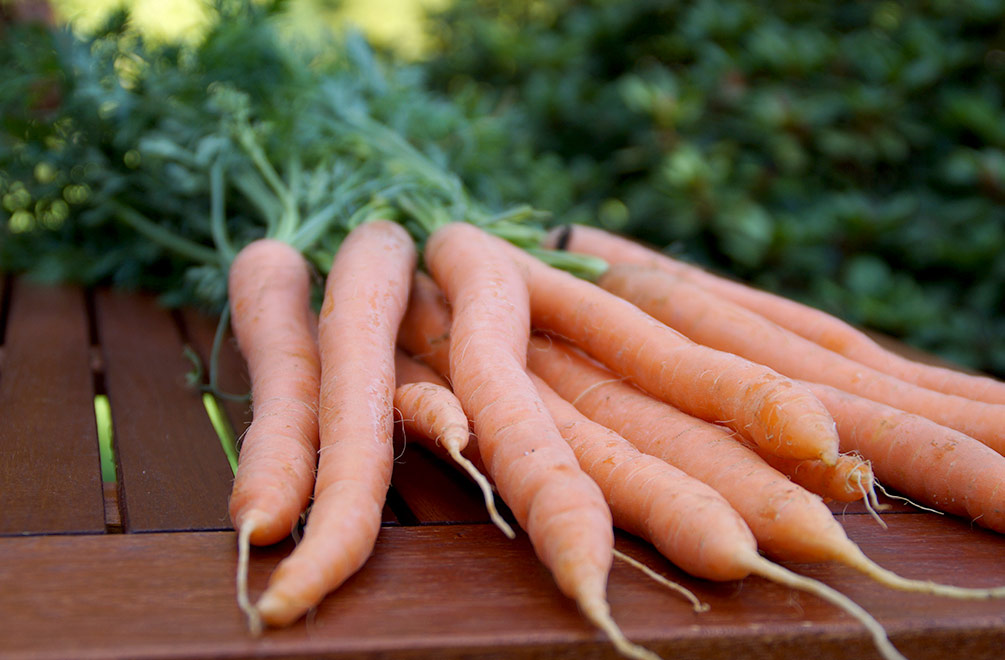 Karotten anbauen